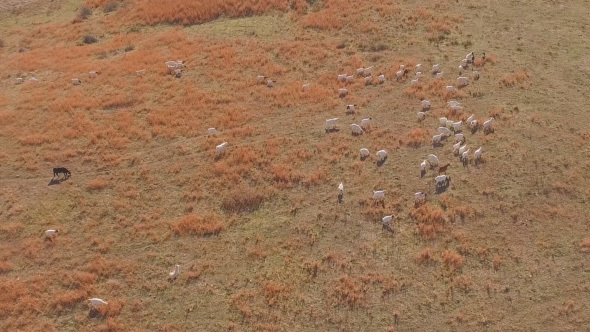 Goat Herd on a Farm Field