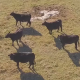 Aerial of Cattle on Farm Field - VideoHive Item for Sale