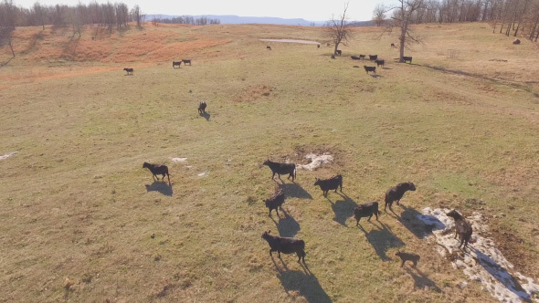 Aerial of Cattle on Farm Field