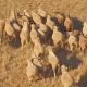 Aerial of Herding a Flock of Sheep - VideoHive Item for Sale