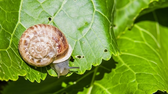 Snail Eating Green Leaf