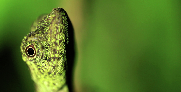 Curious Gecko