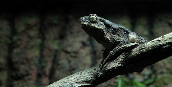 Frog On A Branch