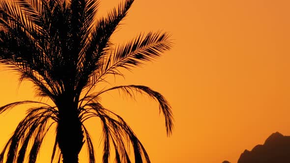 Palm Tree at Sunset. Silhouette of Exotic Palm Tree on a Background of Sun and Mountains