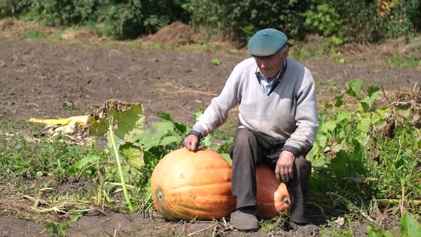 Mature Man and Two Big Pumpkins in the Field