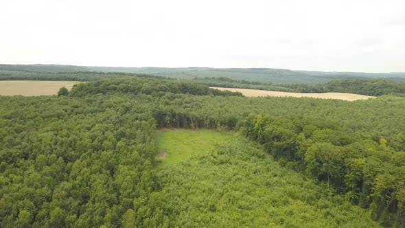 Aerial view of green forest with canopies of summer trees swaying in wind.