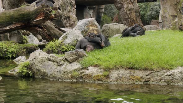 Young Chimpanzees Sleeping Nestling Against Their Mothers
