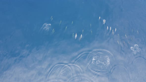 Aerial view of dolphins in open water at Reunion Island.