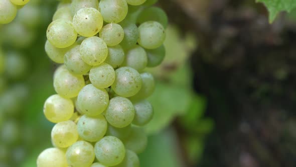 Grapes Bush Trunk and Ripe Green Grapes.