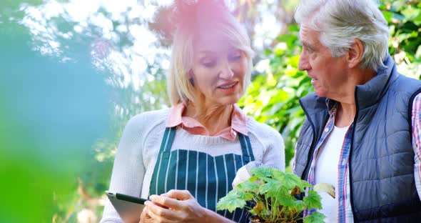 Mature couple checking plant