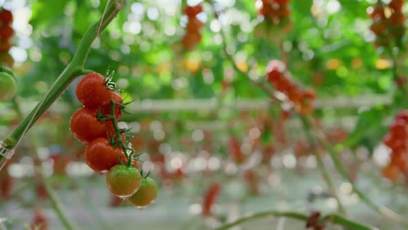 Man Farm Worker Picking Tomatoes in Sunny Greenhouse Monitoring Cultivation