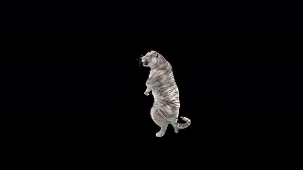 White Tiger Dancing 4K