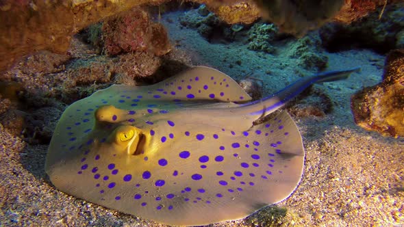 Underwater Colorful Bluespotted Stingray