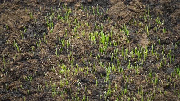 Young Grass Sprouts Grow From the Ground