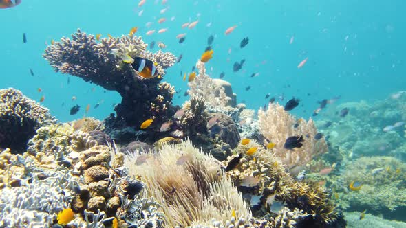 Coral Reef and Tropical Fish. Leyte, Philippines.