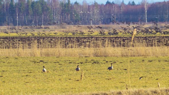 Three bean goose (Anser serrirostris) in sunny spring day eating in agricultural field during spring