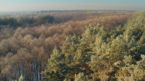 Aerial View Of Deciduous Trees Without Foliage Leaves And Pines Forest In Landscape