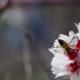Bee On Flower 63 - VideoHive Item for Sale