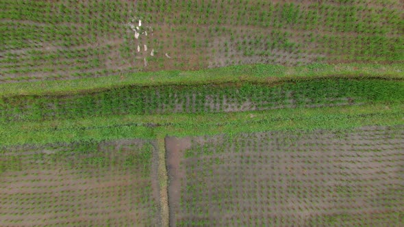 Aerial Shot of Rice Fields and Houses Surrounding a Walkway in a Center of the Ubud Village