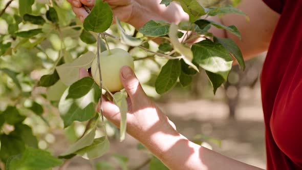 Female in red t shirt picking apples from tree in summer garden