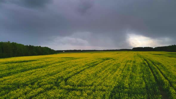 rapeseed field before a thunderstorm flying on a 4k drone