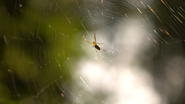 Spider On Cobweb
