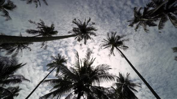 Rotate view look up silhouette coconut trees