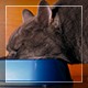 Cat Eats - VideoHive Item for Sale
