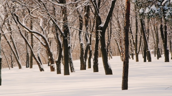 Winter Forest, The Sun Is Shining, The Snow Is Shallow