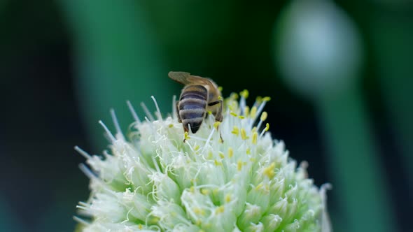 Bee Gathering Pollen on Flower and Fly Away