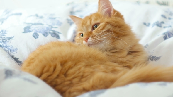 Man Strokes Fluffy Ginger Cat. Cute Pet Comfortably Snuggles On White Blanket In Bed.