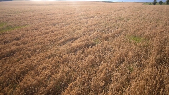 Aerial: Yellow Field of Wheat Summer Morning