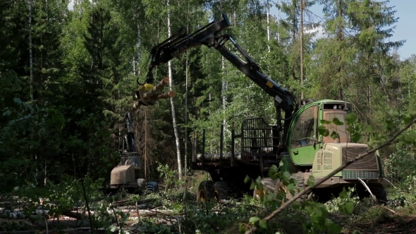  A Specialized Feller Buncher Saws Tree Trunks