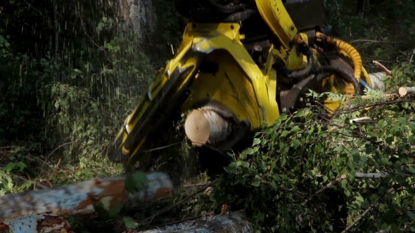 Harvester Working In Middle Of a Forest