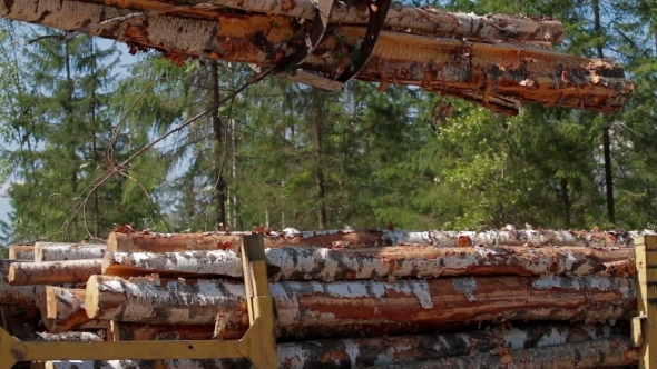 Logging Truck At Lumber Mill Loaded With Logs