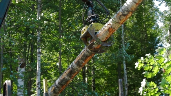 Mechanical Arm Of Feller Buncher Loads Tree Trunks