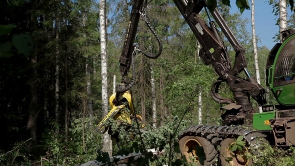 A Specialized Feller Buncher Saws Tree Trunk.