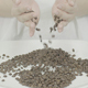 Coffee Beans in Hands - VideoHive Item for Sale