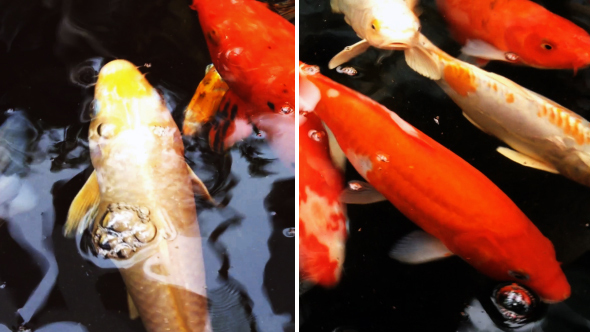 Koi Fish in a Pond