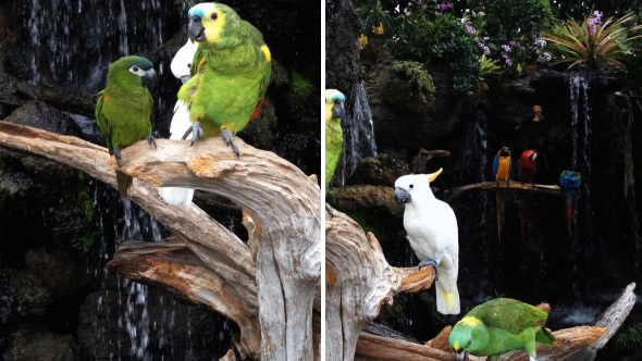 Parrots in a Natural park