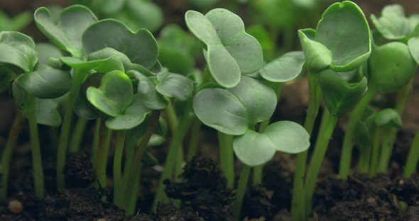 Growing Plants in Spring Timelapse Sprouts Germination Newborn