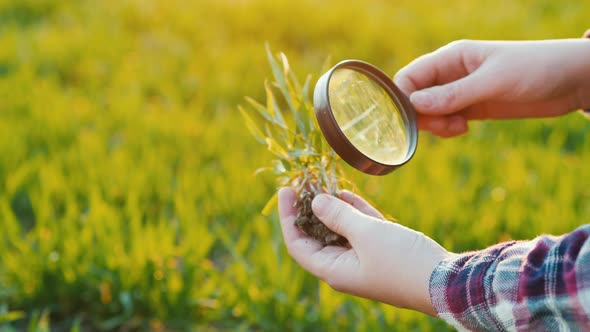 Study Wheat Germ Through a Magnifying Glass. Research in Agribusiness