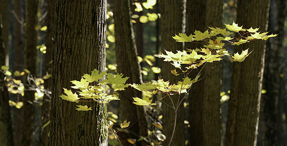 Autumn Forest