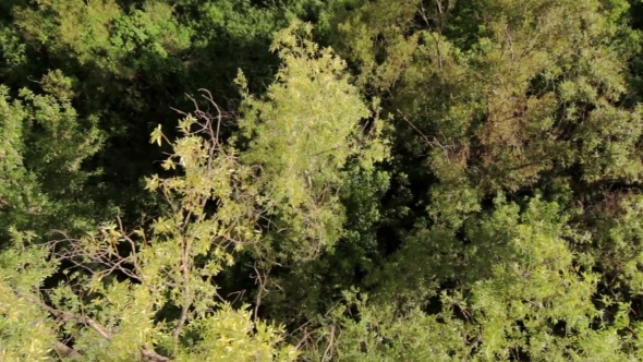 Aerial View Of The Trees