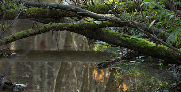 Small Creek in the Forest