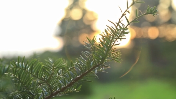 Sunlight And Lens Flare, Fir Tree