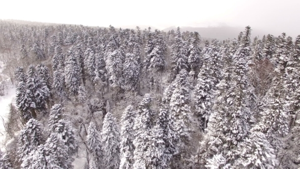 Aerial View Flight Above Snow Winter Forest