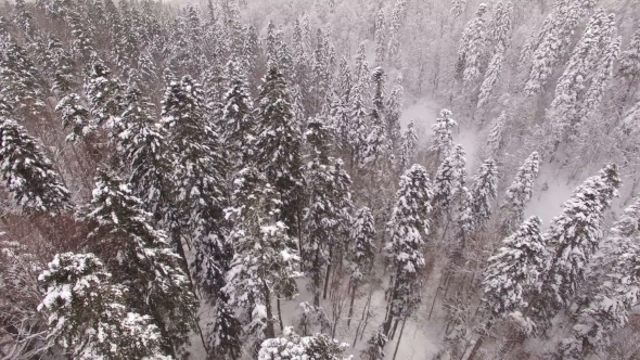 Aerial View Flight Above Snow Winter Forest