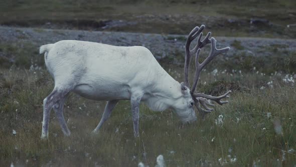 Graceful white reindeer grazing in field