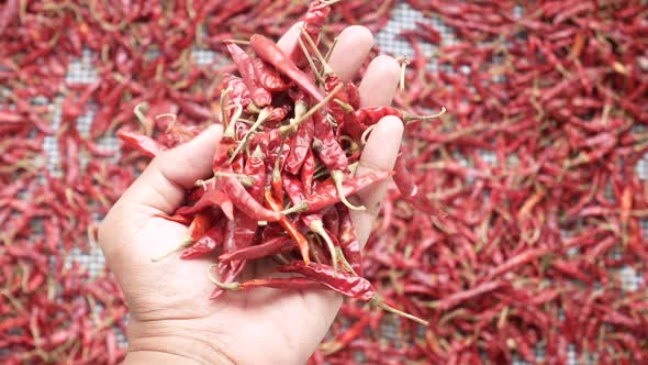 Top View of Dried Peppers on Hand